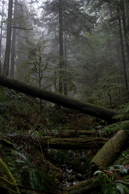 a very large tree laying on the ground