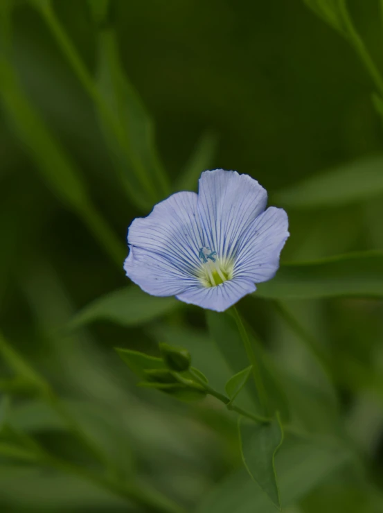 a single blue flower with green leaves in the background