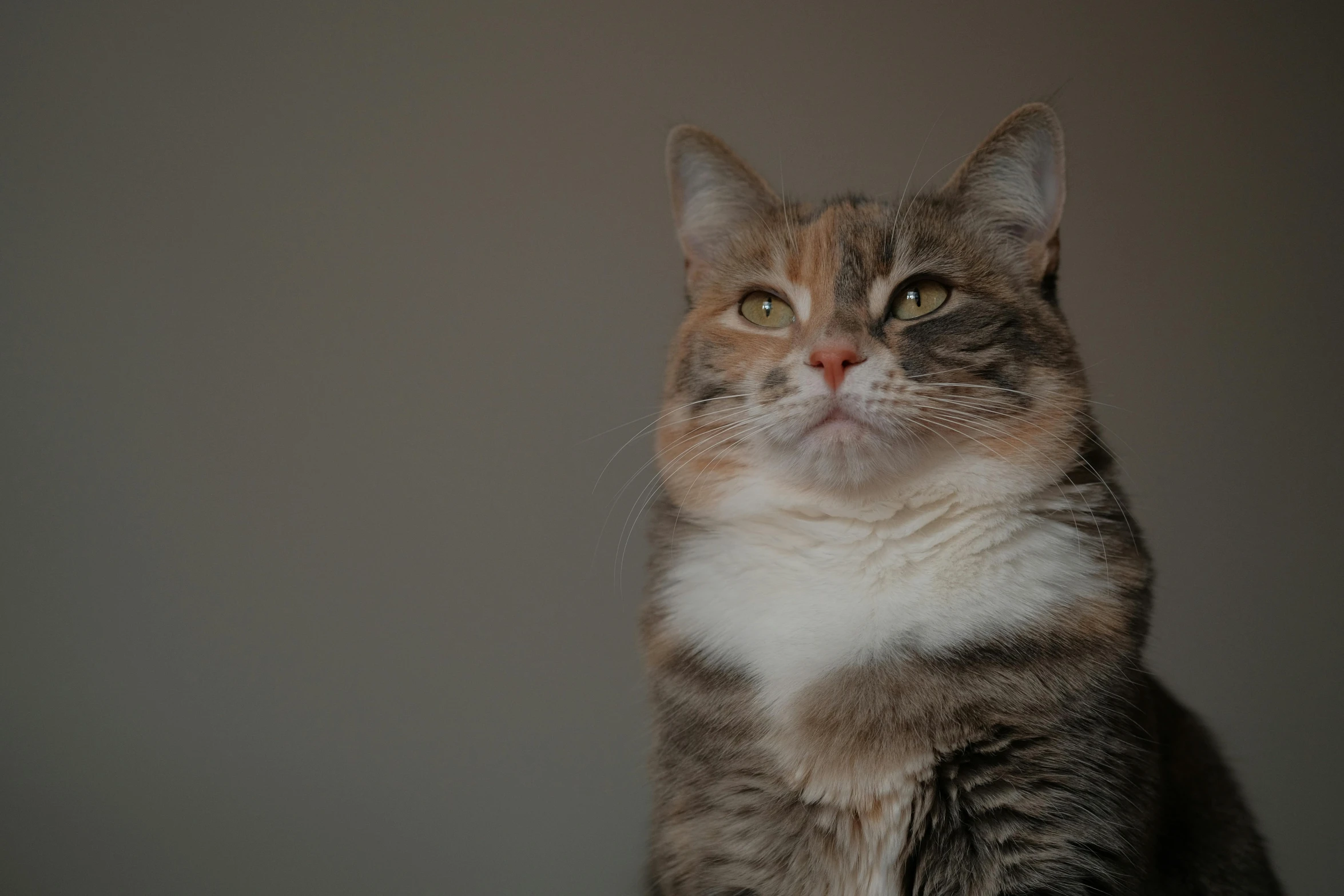 there is a small cat that is sitting on the table