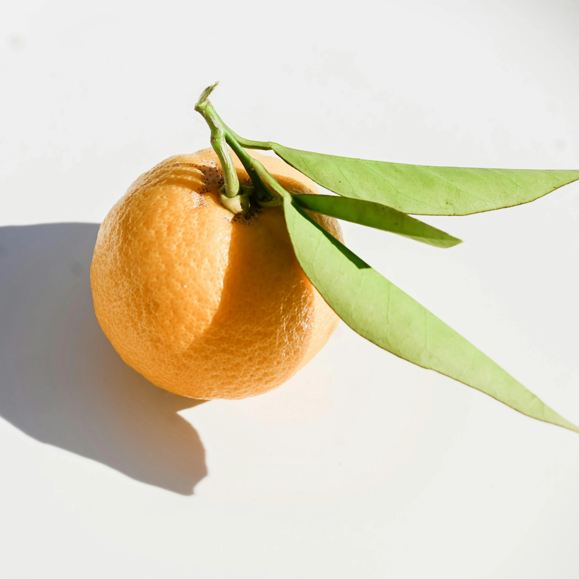 there is an orange that is half covered with a green leaf