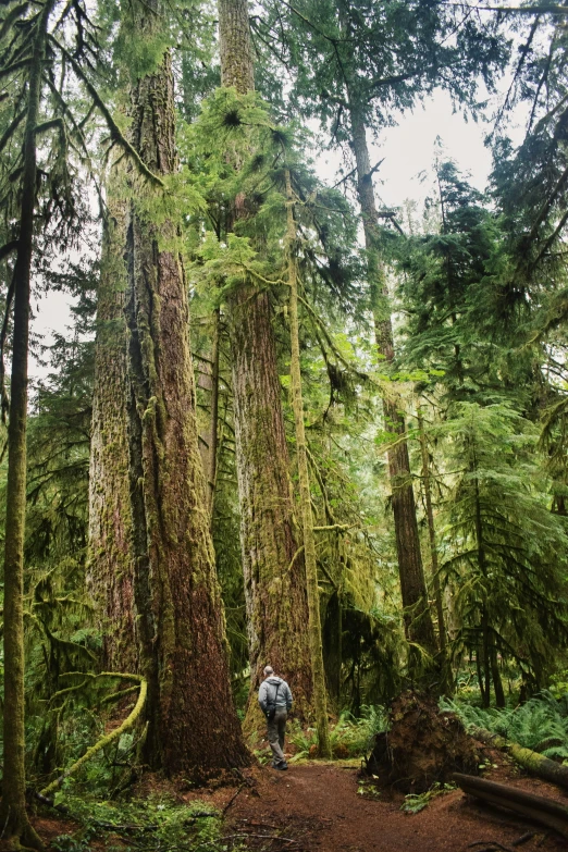 a man is standing in the woods behind a very tall tree