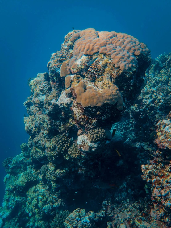 a small coral reef covered in rocks and algae