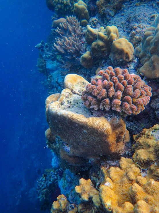 a blue ocean with corals and sponges and reef fish