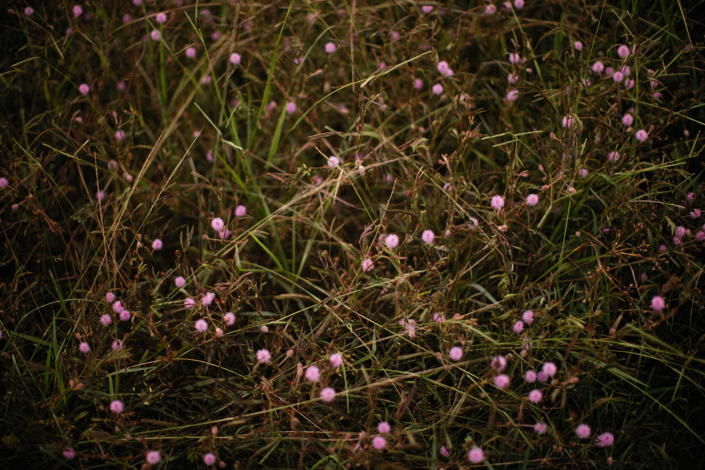 purple wildflowers in a dark field at night