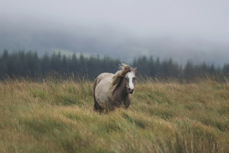 a horse is running in the grassy field