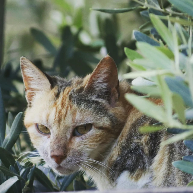 a cat with eyes wide open sitting in front of plants