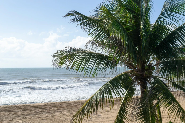 some very nice looking trees near the beach