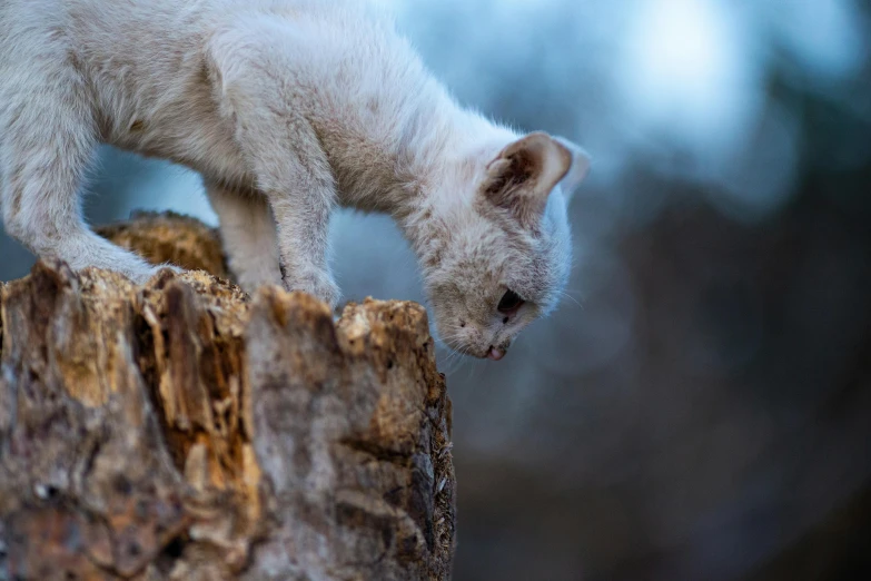 a baby kitten climbing up a tree stump