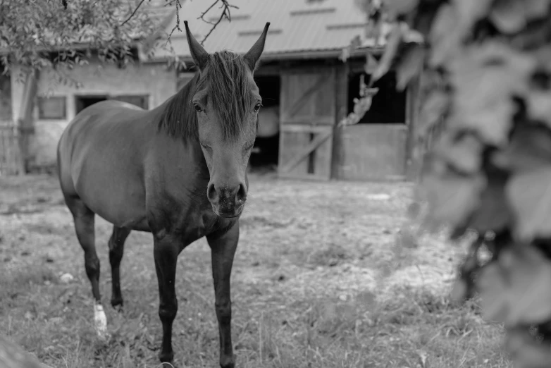 an image of a horse standing in the grass