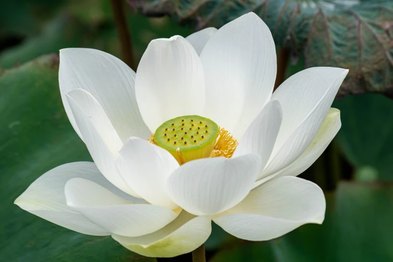 a beautiful white flower with green leaves in the back