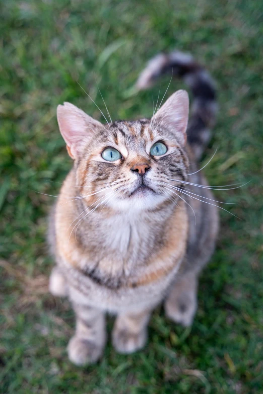 a cat is looking up while standing in the grass