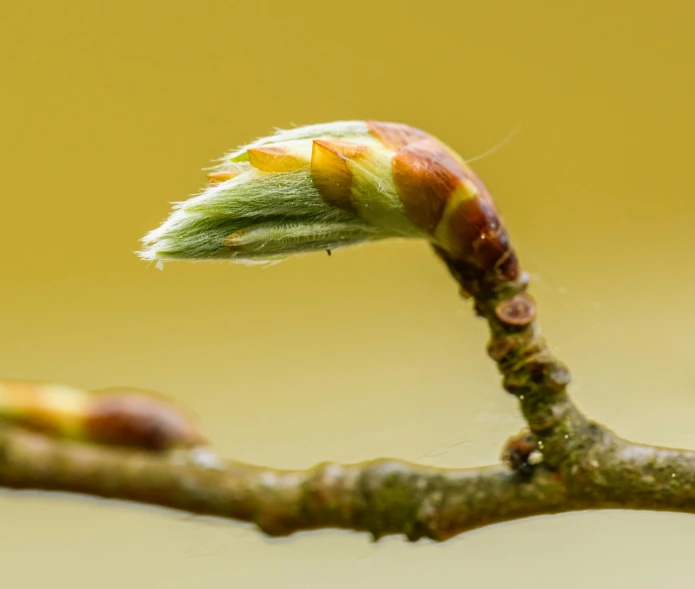 a nch with dying flowers and leaves, in the middle of spring