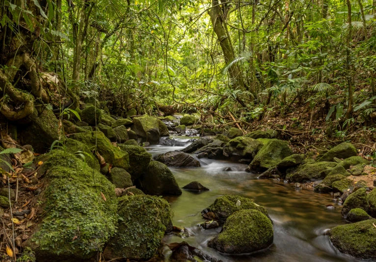 a stream flows through a lush green rainforest