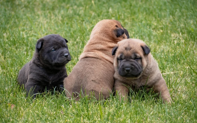 three puppies rest on the grass and look to the side