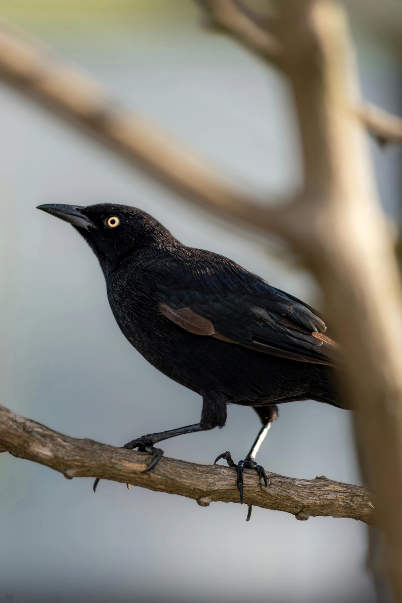 a crow sitting on a tree nch with a yellow eyes