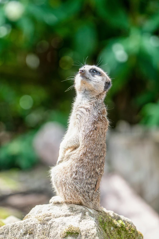 a meerkat sitting on top of a rock