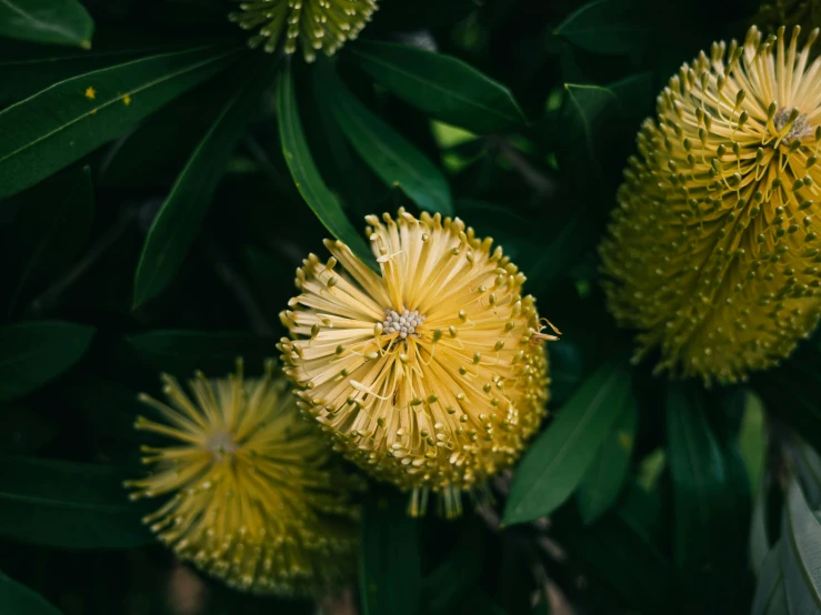 several bright yellow flowers are in the midst of leaves