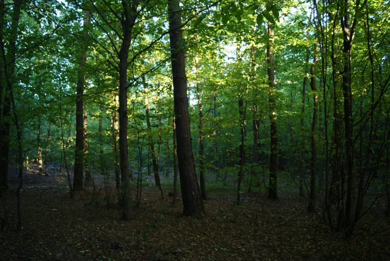 a very tall and lush green forest filled with trees