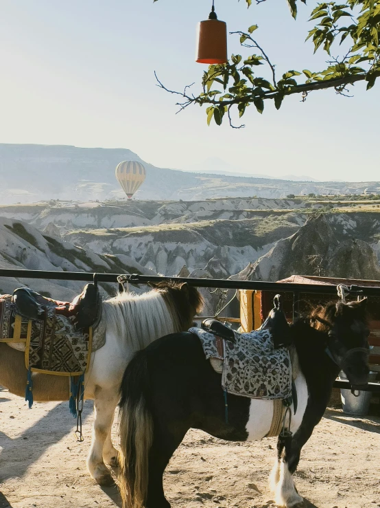 two horses standing under a shade umbrella on a dirt field