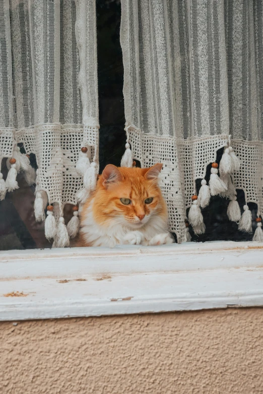 an orange and white cat is looking through the window