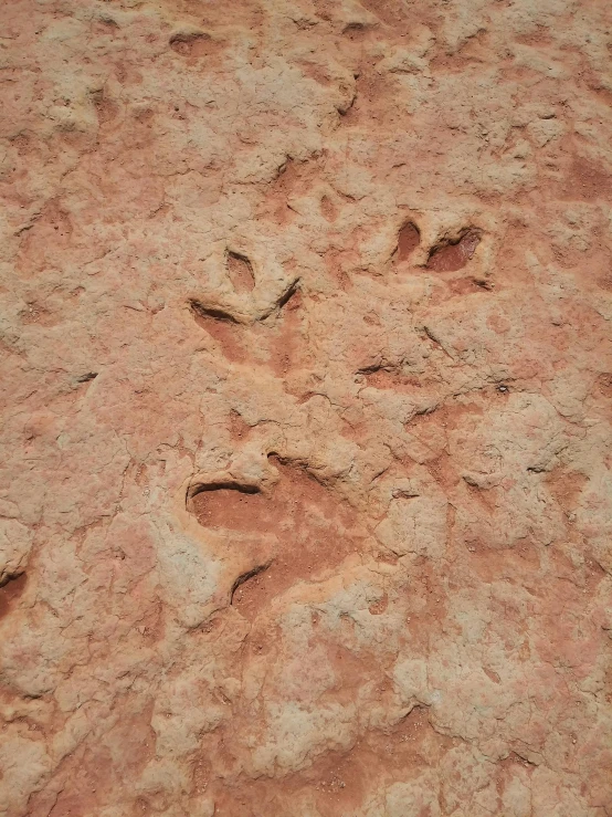 a dog paw print in the dirt