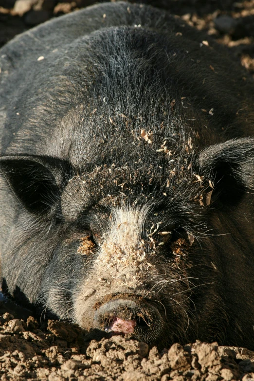 a black pig lying in the mud near a river