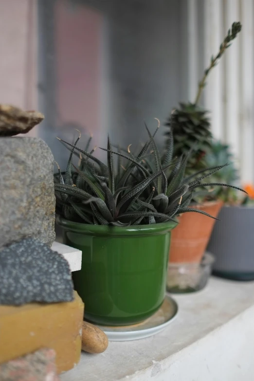 a shelf with some potted plants in it