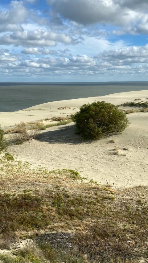 there is a grassy tree growing on the shore