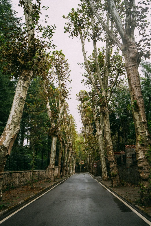 an image of a tree lined road with trees in it