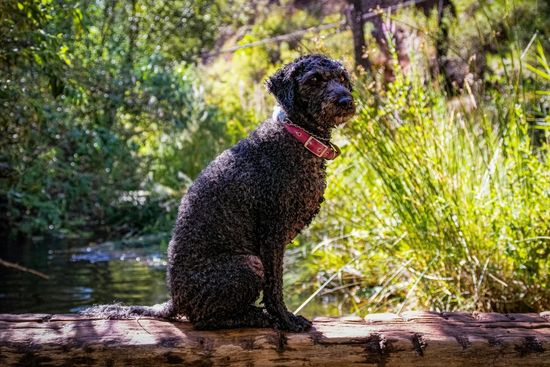 a black dog sitting on a log in the woods