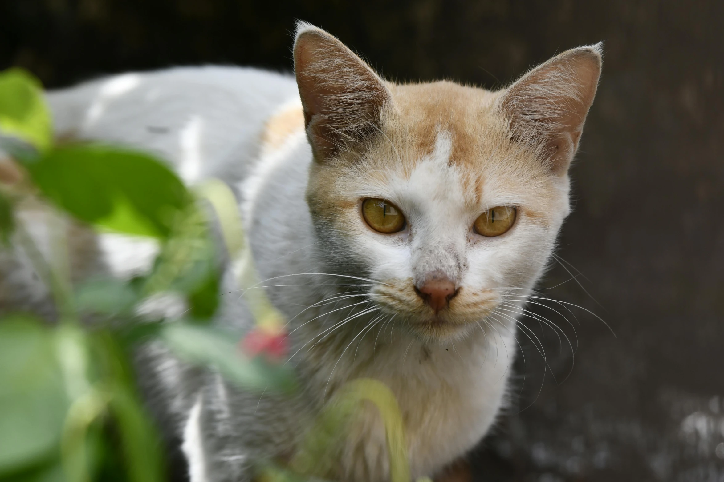 an orange and white cat with green eyes staring