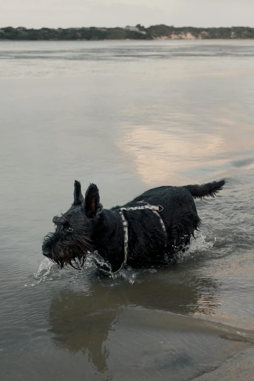 a black dog is walking in the water