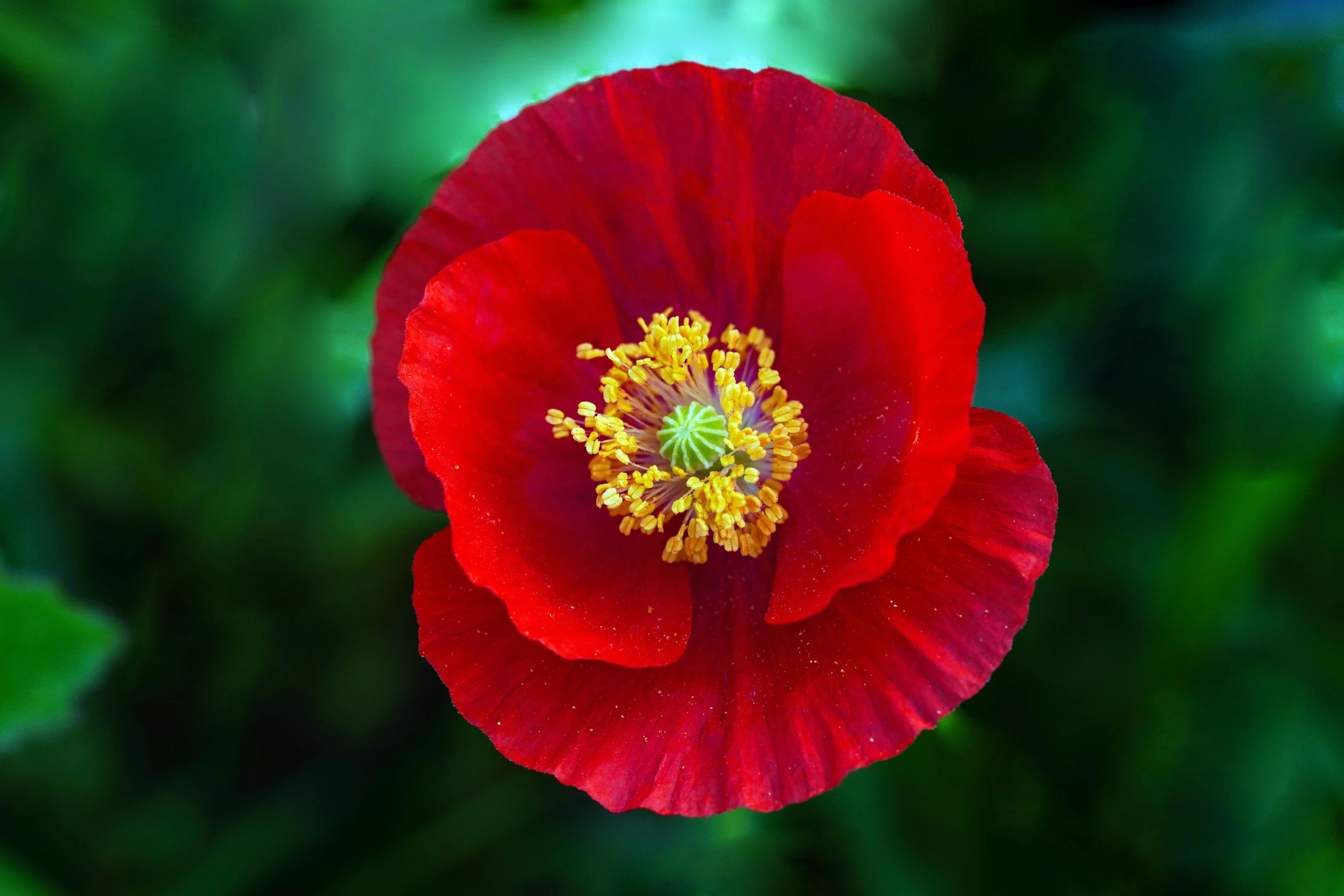 red flower with green foliage in the background