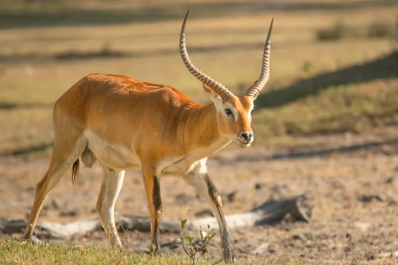 a long horn antelope grazing in the wild