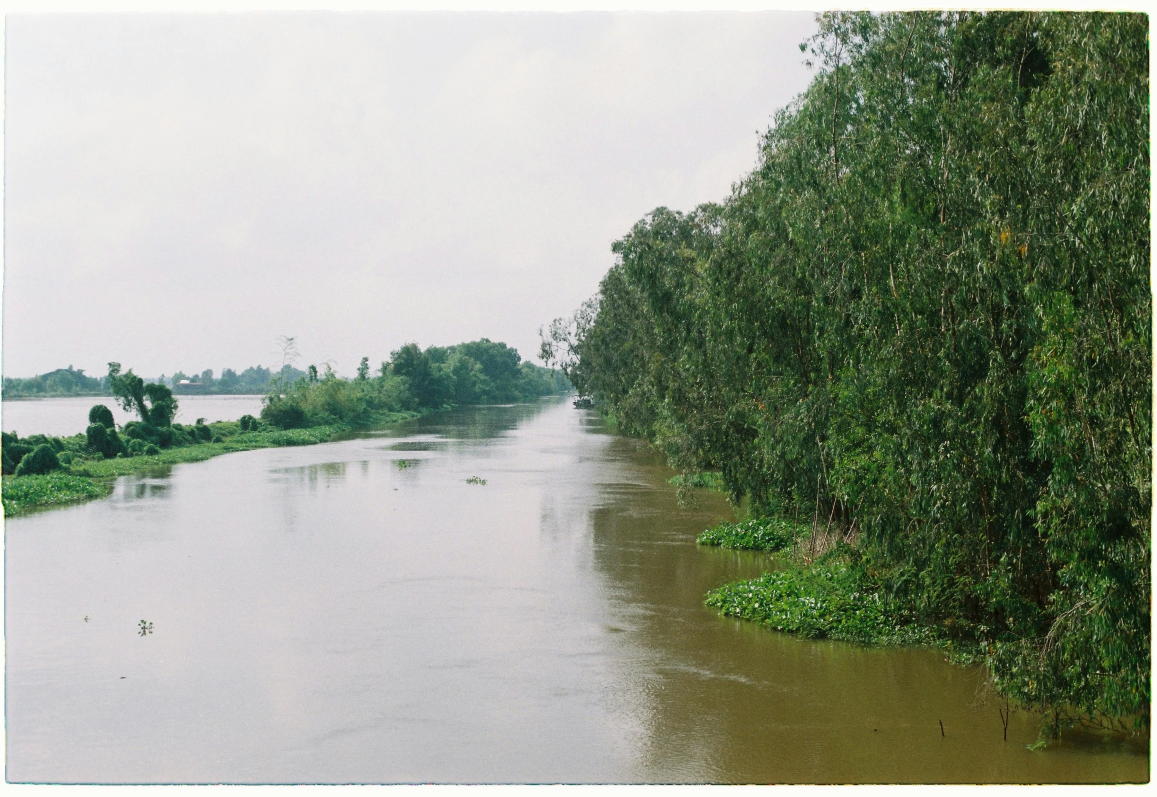 some brown water trees and bushes and water