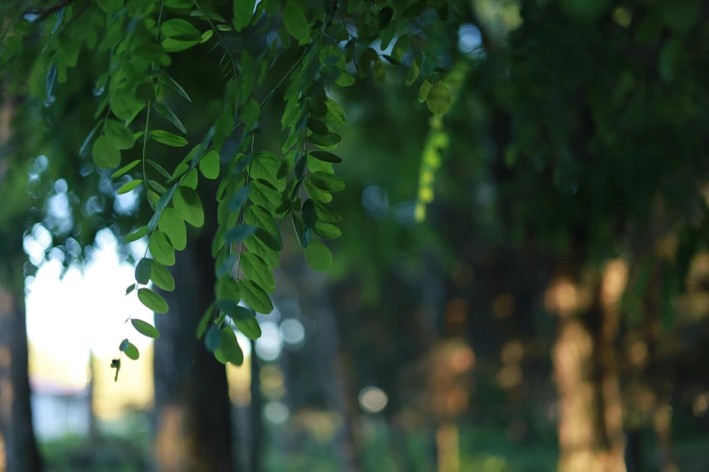 several green leafy trees with sunlight shining on them