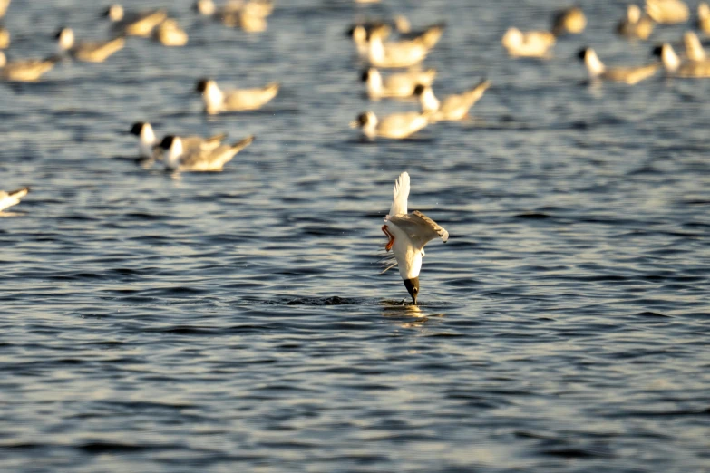 seagulls and birds swim through a lake with waves