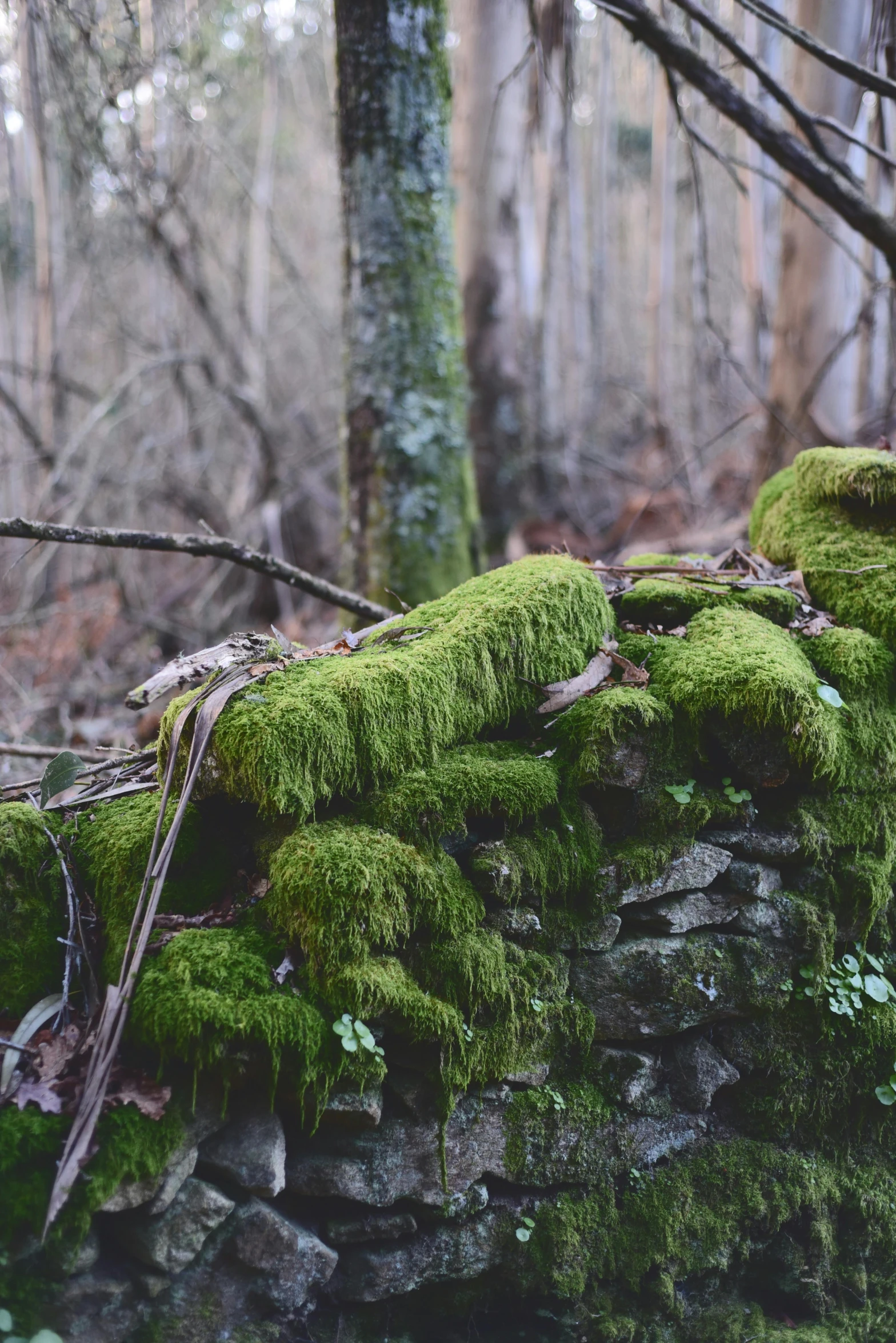 moss growing on a wall in the woods