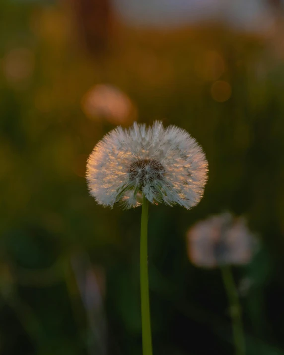 a dandelion in front of blurry background