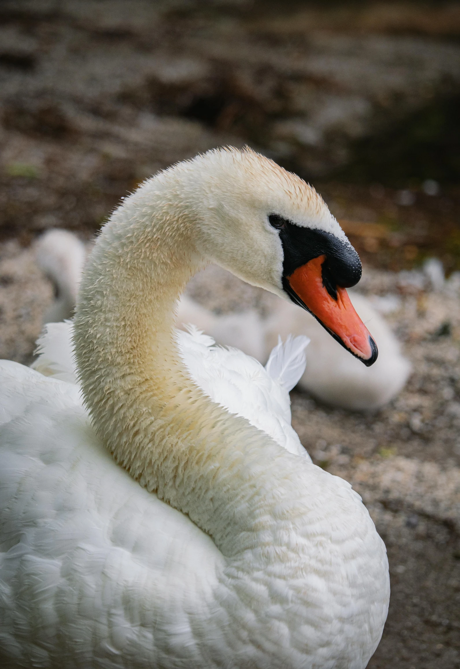 the white swan is next to a duck