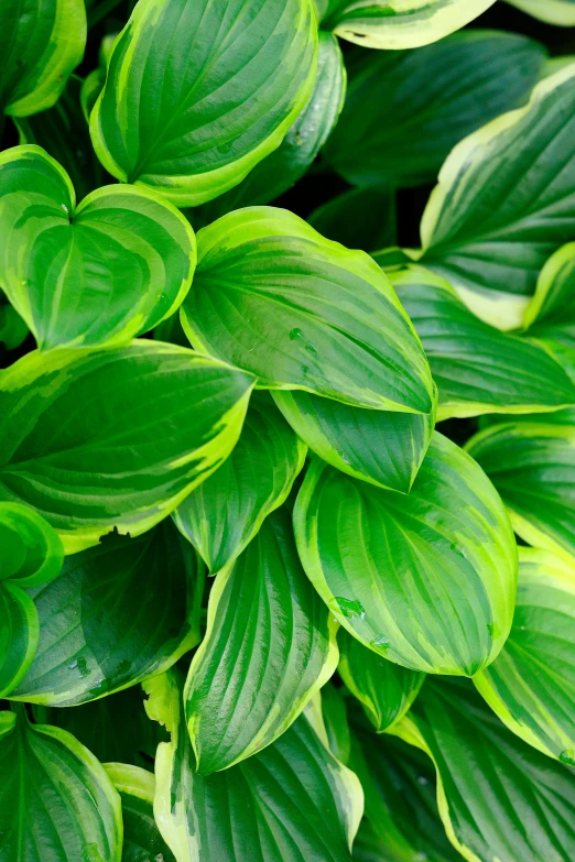 green leaves background is lit by the sunlight