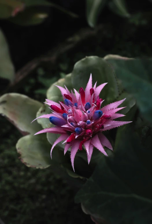 a pink flower surrounded by green leaves on the ground