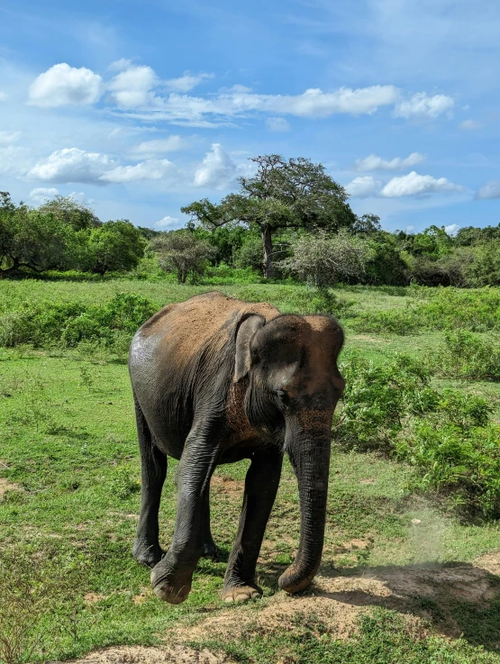 an elephant that is walking in some grass