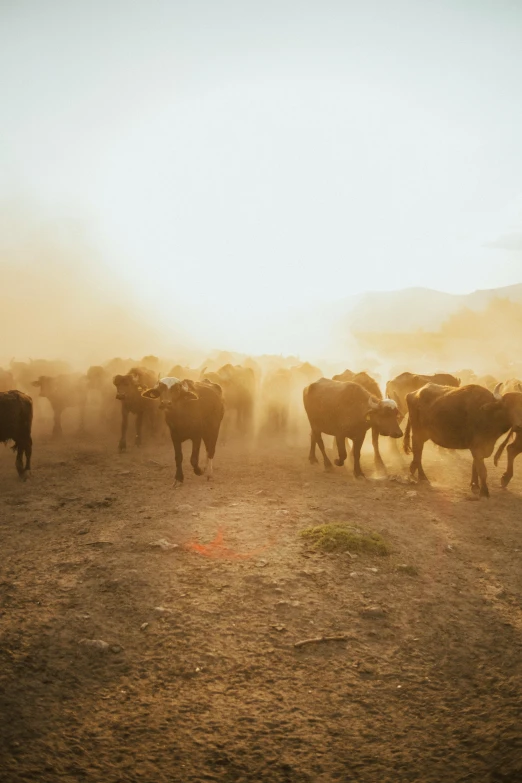 the big herd of cattle are being led into the field