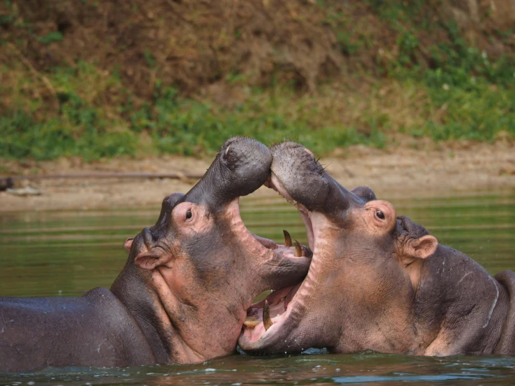 two hippopotamus playing with each other in water