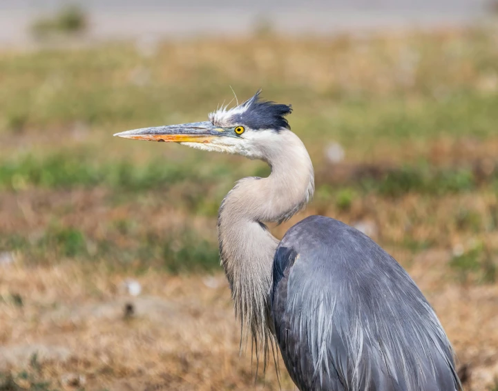 the heron is standing in a grassy field