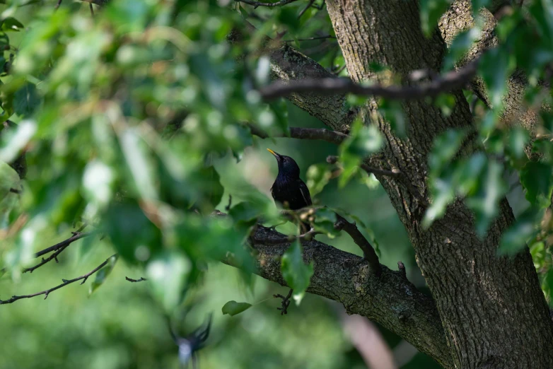 there is a black bird perched in the tree
