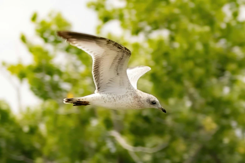 a bird flying through the air over some trees