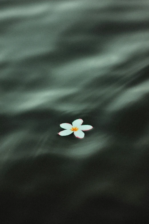 the water with a single flower floating in it