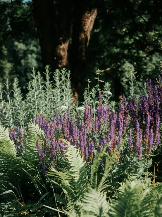 plants and flowers in the field next to a tree